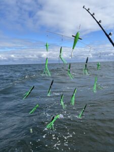 36" Bar 10" Bird 10" Squid - Green & Black